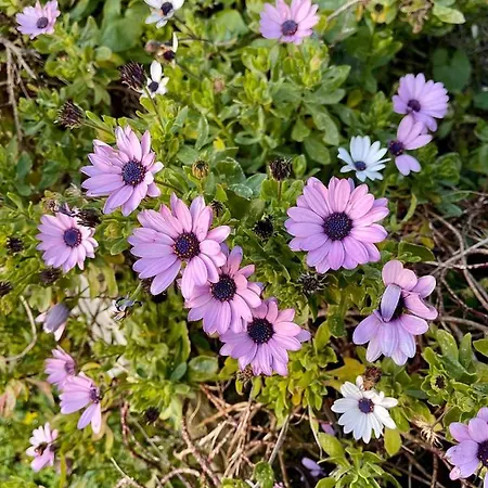 Ferienhaus Casa Aprea Sorrent