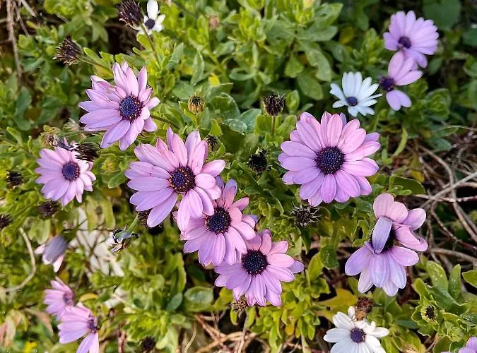 Prázdninový dům Casa Aprea Sorrento